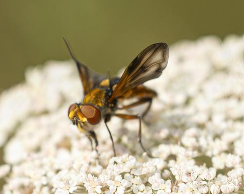 Ectophasia crassipennis